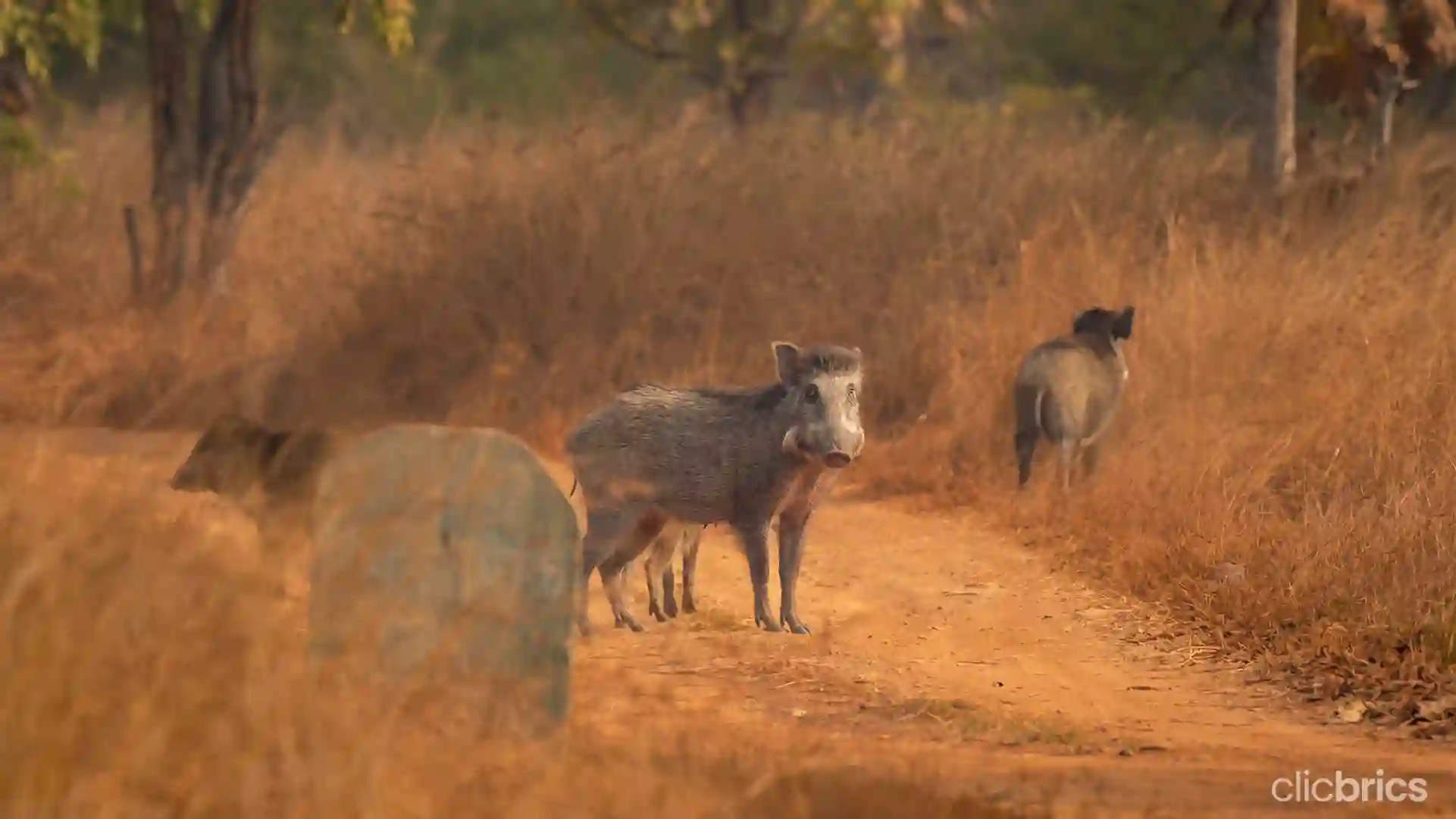 national park and wildlife sanctuaries in India